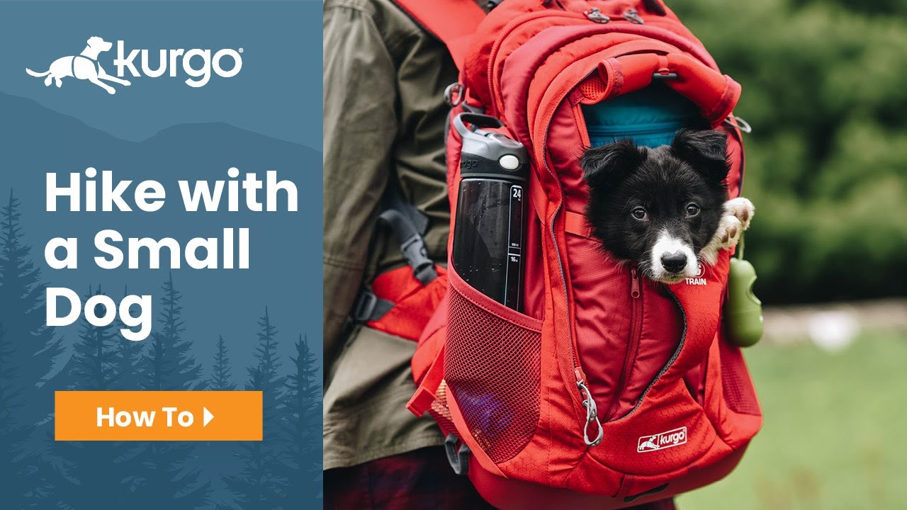 How to Hike with a Small Dog