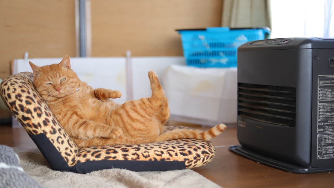 ファンヒーターの前でおすわり猫たち 230205