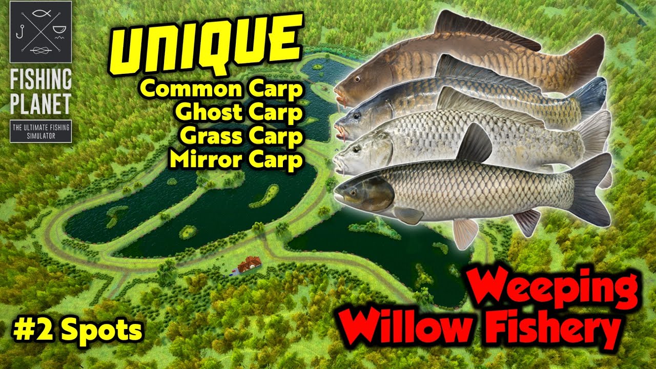 Unique Common Carp, Ghost Carp, Grass Carp, Mirror Carp Weeping Willow Fishery - Fishing Planet