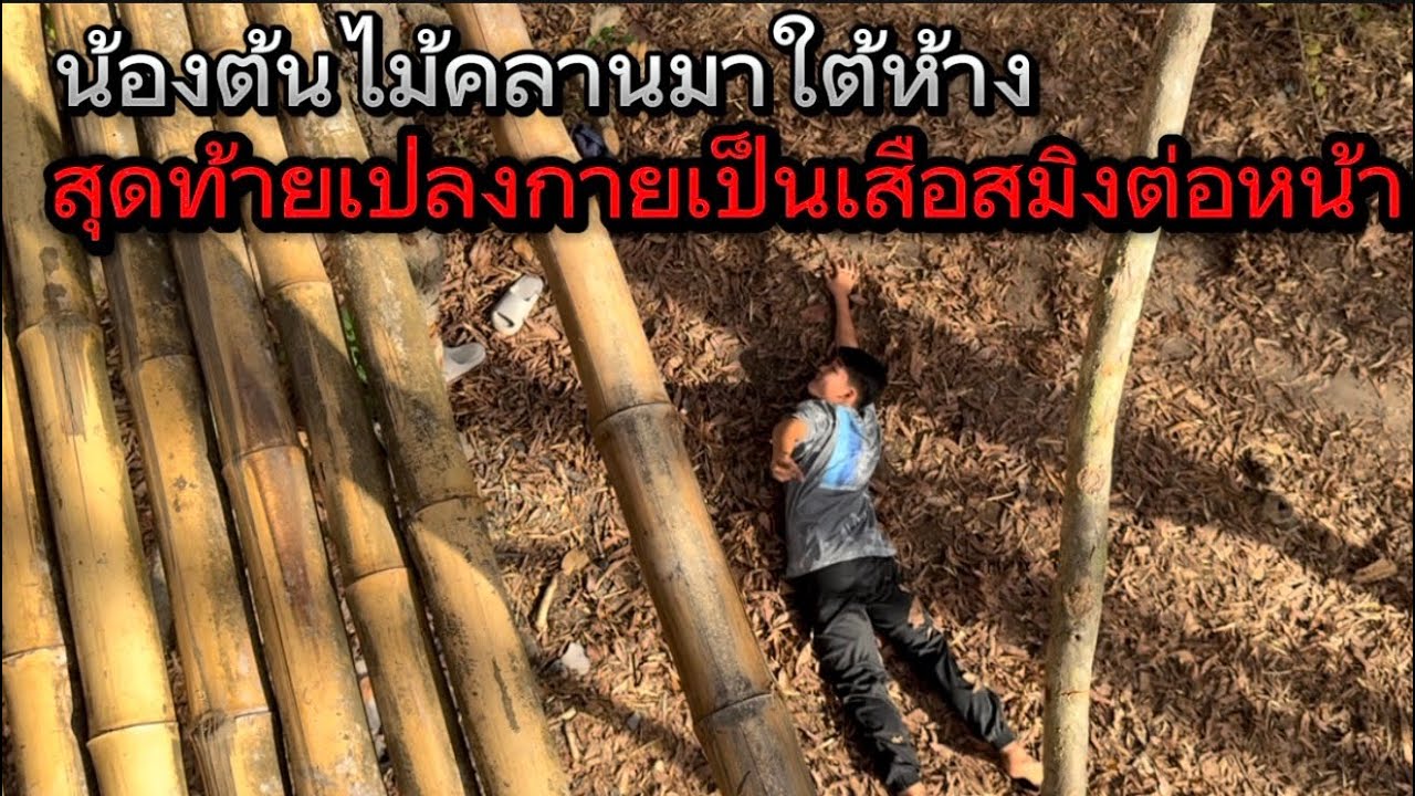 น้องต้นไม้คลานมาใต้ห้าง ไม่น่าลงไปช่วยเลย สุดท้ายแปลงกายเป็นสมิงต่อหน้าต่อตา คิดผิดจริงๆ￼!!