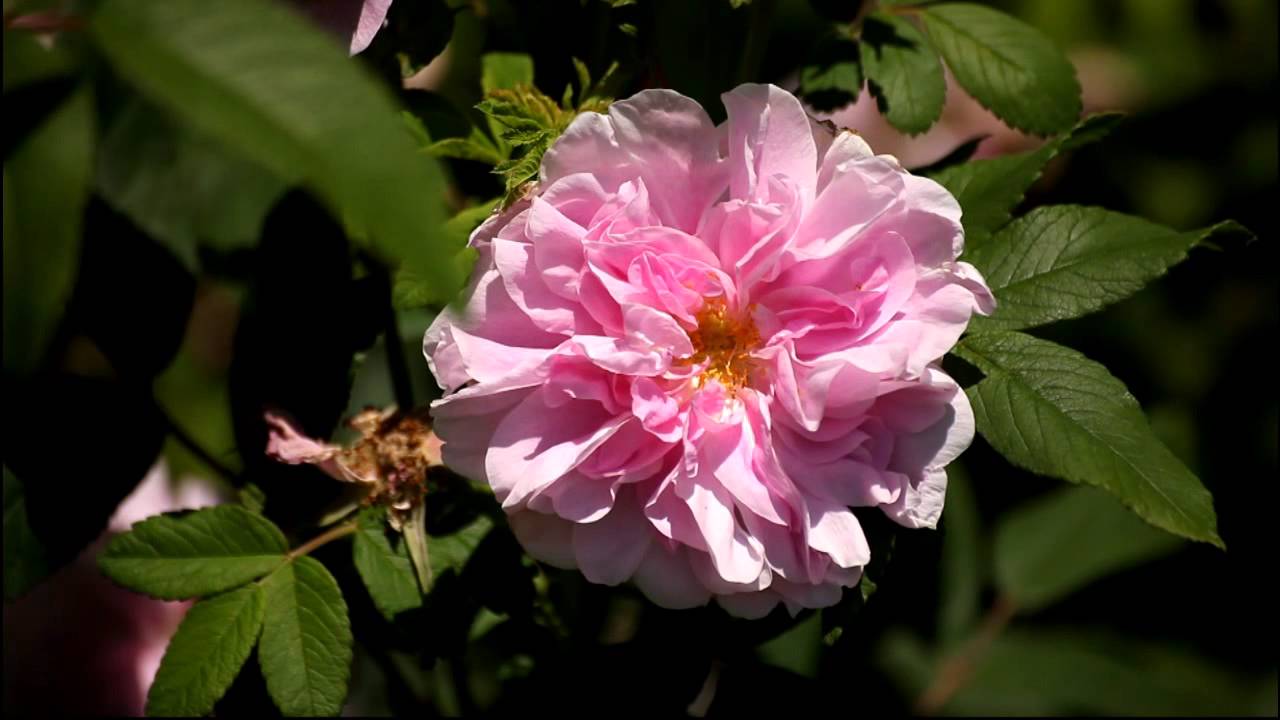 Boston Rosarium 2011