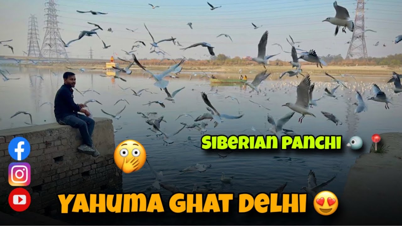 दिल्ली का यमुना घाट पर आते हैं siberin panchi 😍 Cinematic shot video ￼Delhi || 