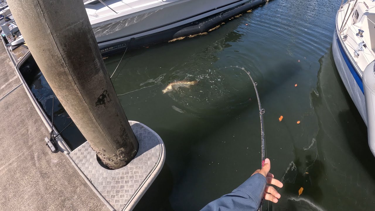 Marina Barramundi Southern Queensland (Tin Can Bay Fishing)