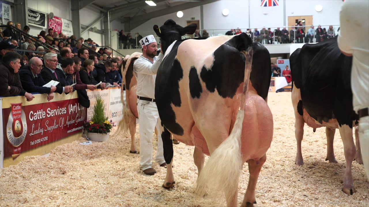 UK Dairy Expo 2016.Mature Holstein Class.