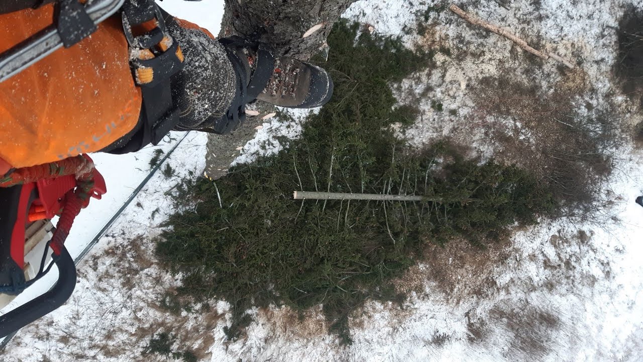 Isohkon kuusen kiipeilykaato Big Spruce tree removal climbed with Stihl 020T Husqvarna 372