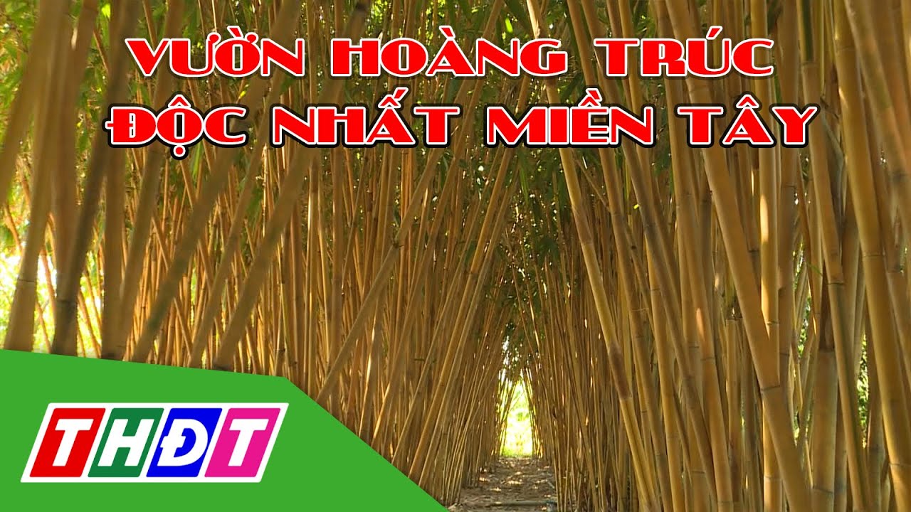 Khám phá vườn hoàng trúc độc nhất miền Tây | THDT