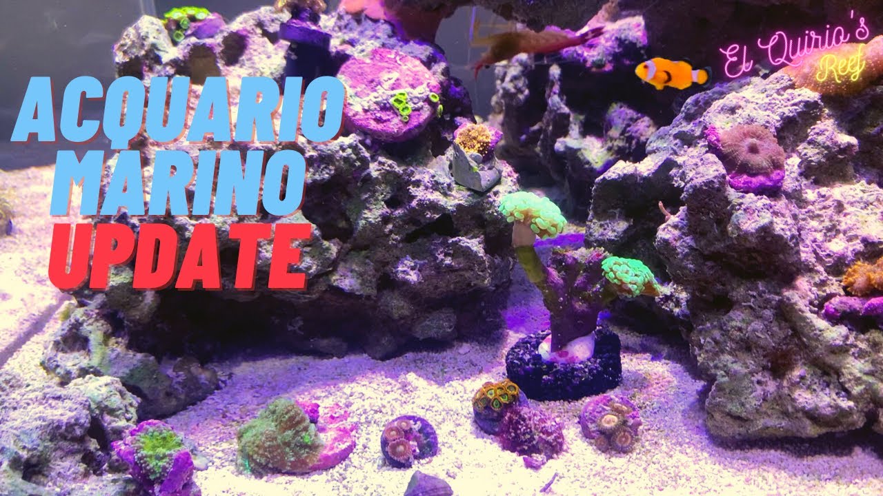 #23 Nuovi fantastici pesci e coralli - Update - Il mio acquario marino