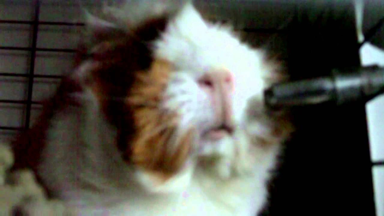 de zingende cavia