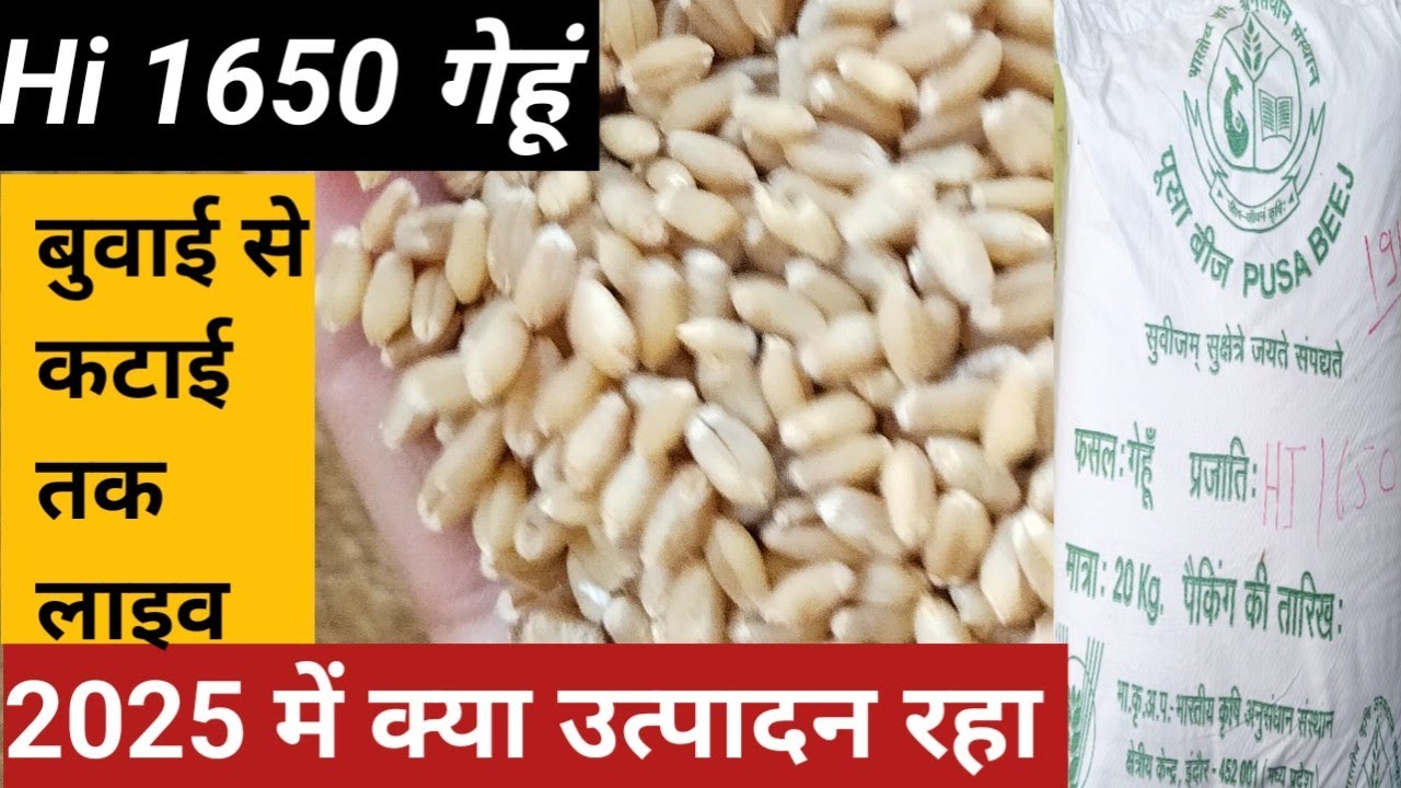 hi 1650 wheat variety yield | hi 1650 wheat variety | Hi 1650 गेहूं  | hi1650 | 