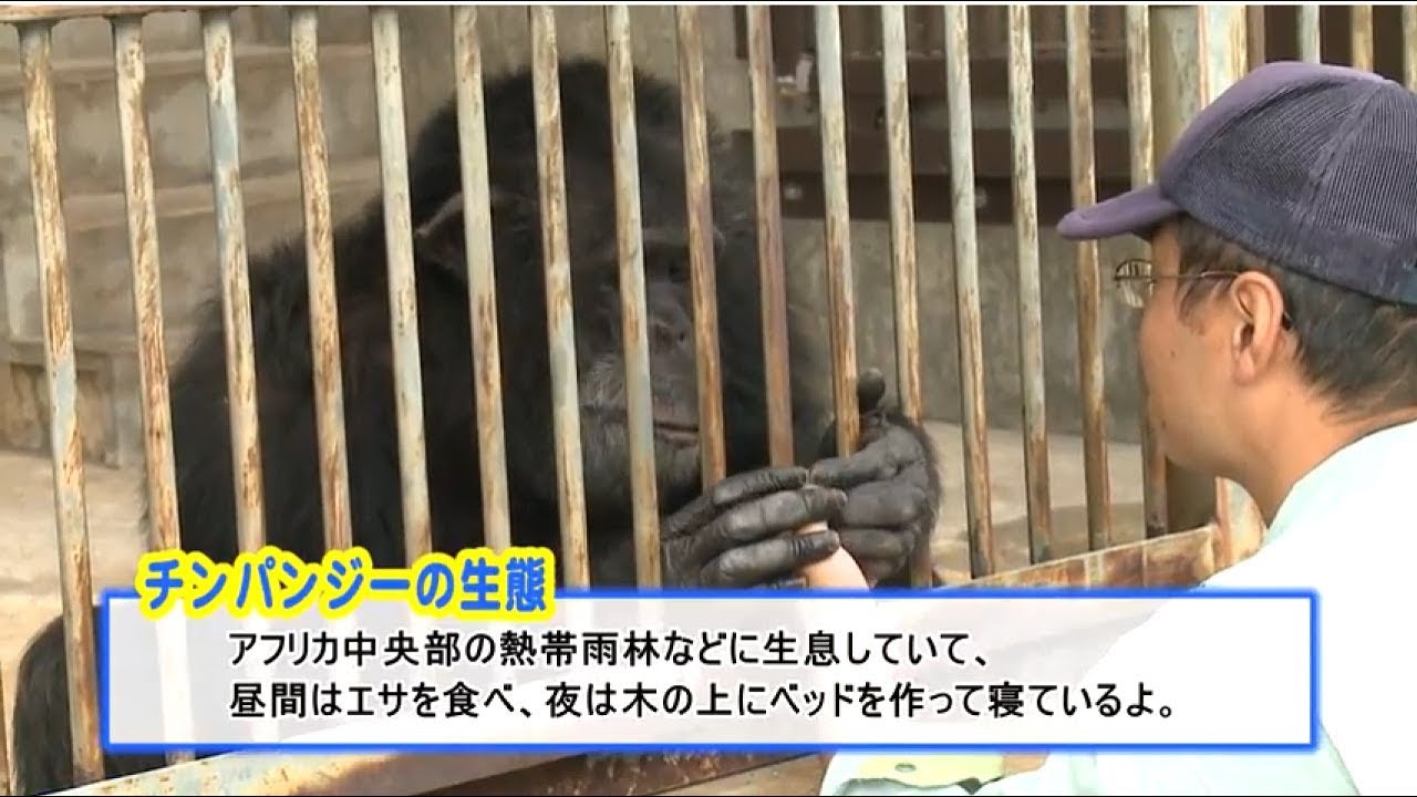 ツヨシのゴー！ＧＯ！動物園 vol 94 チンパンジー