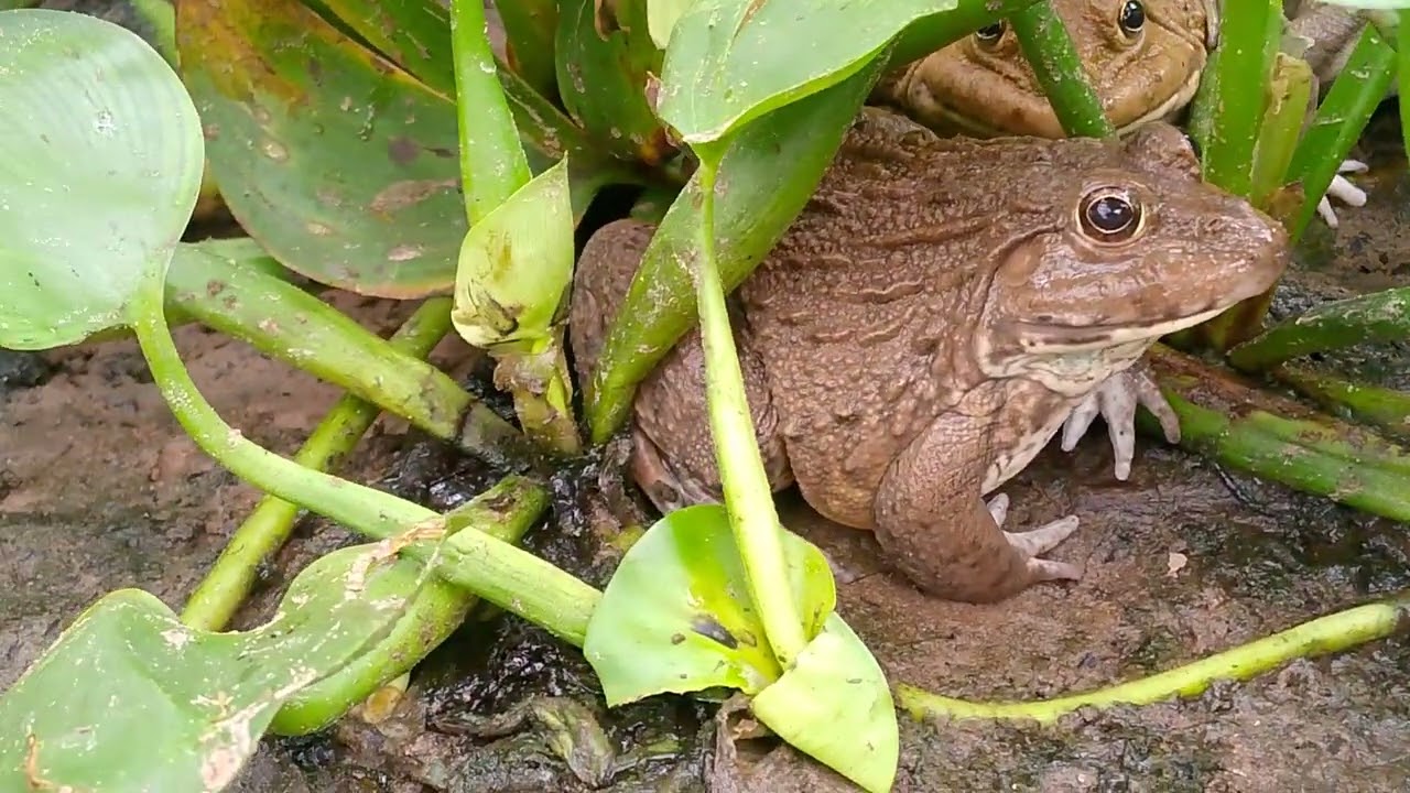 Frogs in the ground#homefrog 