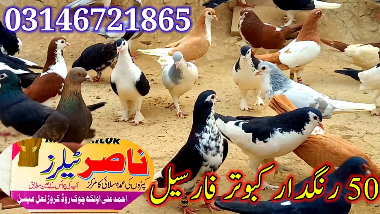 50 Colored Pigeons For Sale | Kabootar For Sale | pigeon Videos |
