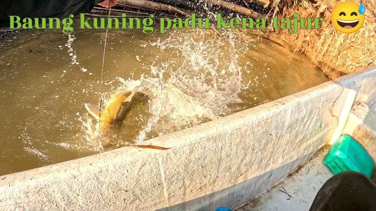 Rezeki baung kuning padu kena tajur 😅