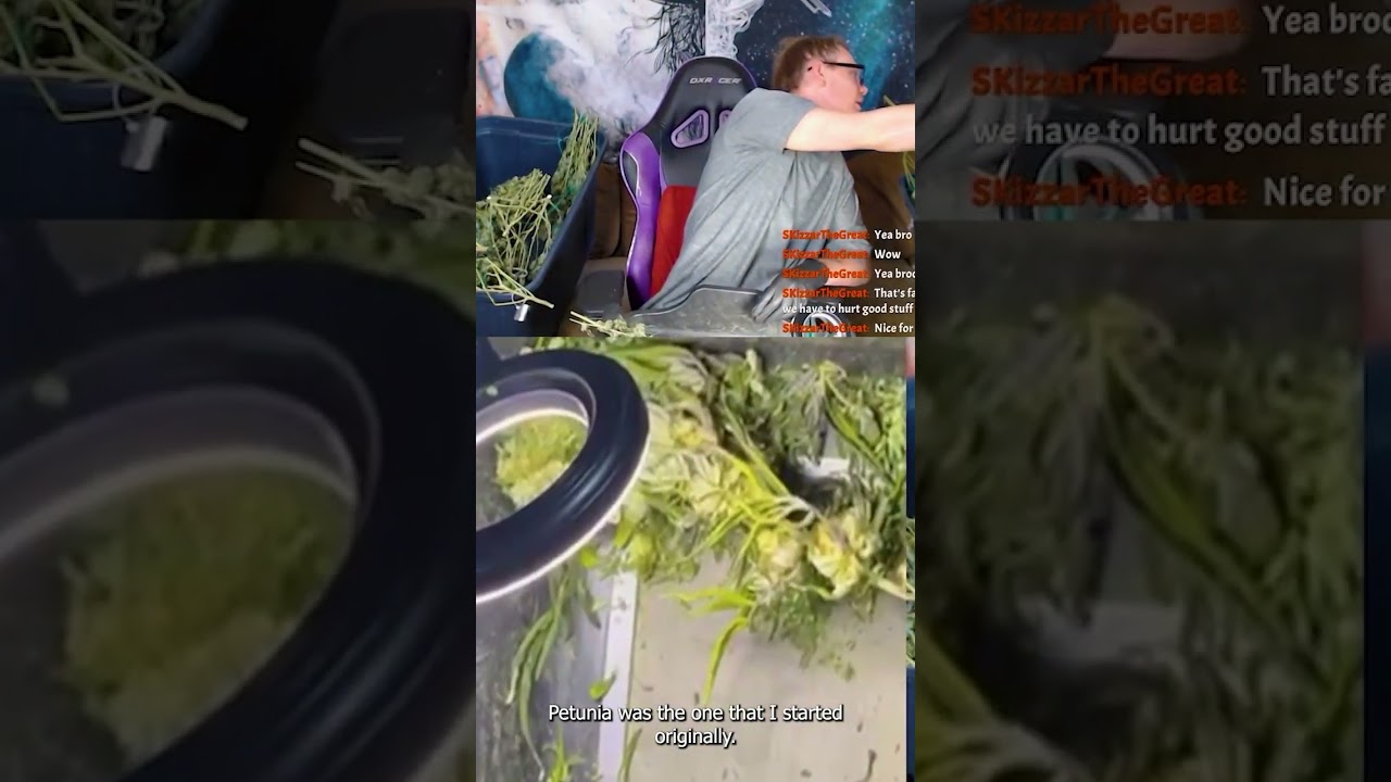 Inhouse Genetics Harvest Strain Review