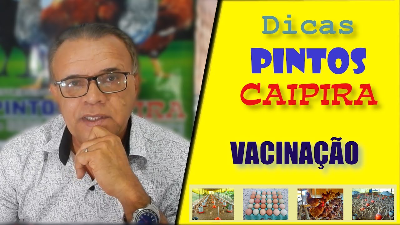 Dicas de Criação - Vacinação de Pintinhos | Pintos Caipira