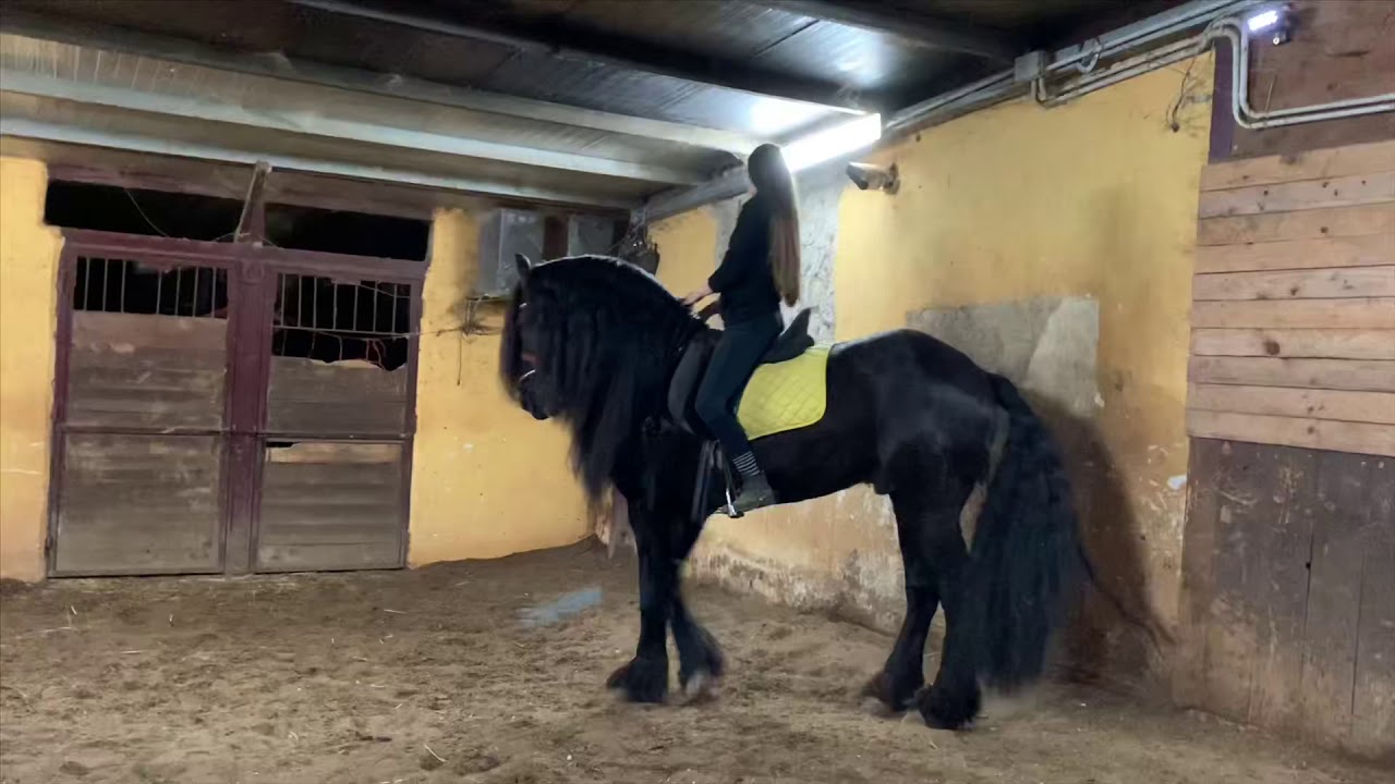 Giocando con il frisone jelmer