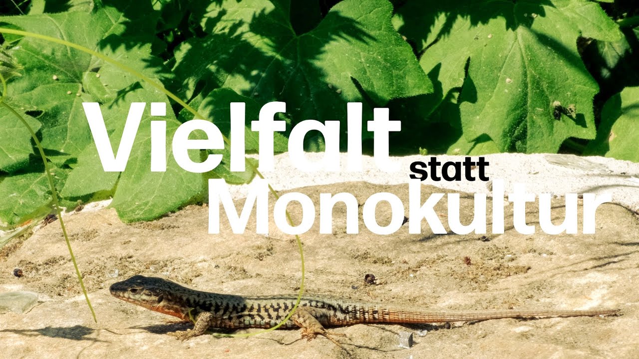 Idealzustand im Rebberg: Vielf&auml;ltige Weing&auml;rten beim Delinat-Winzer Alex Pfl&uuml;ger in der Pfalz