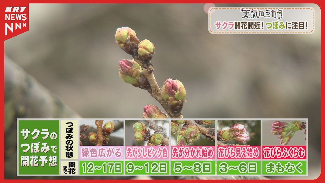 桜まもなく開花！見頃はいつ？AI予想と楽しみ方を解説／天気のミカタ