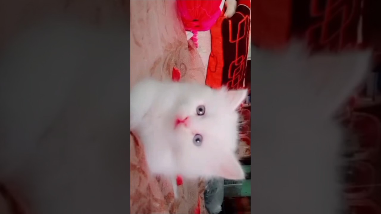 Cutest White Fluffy Kitten with Big Blue Eyes 😍 | Adorable Cat Moments