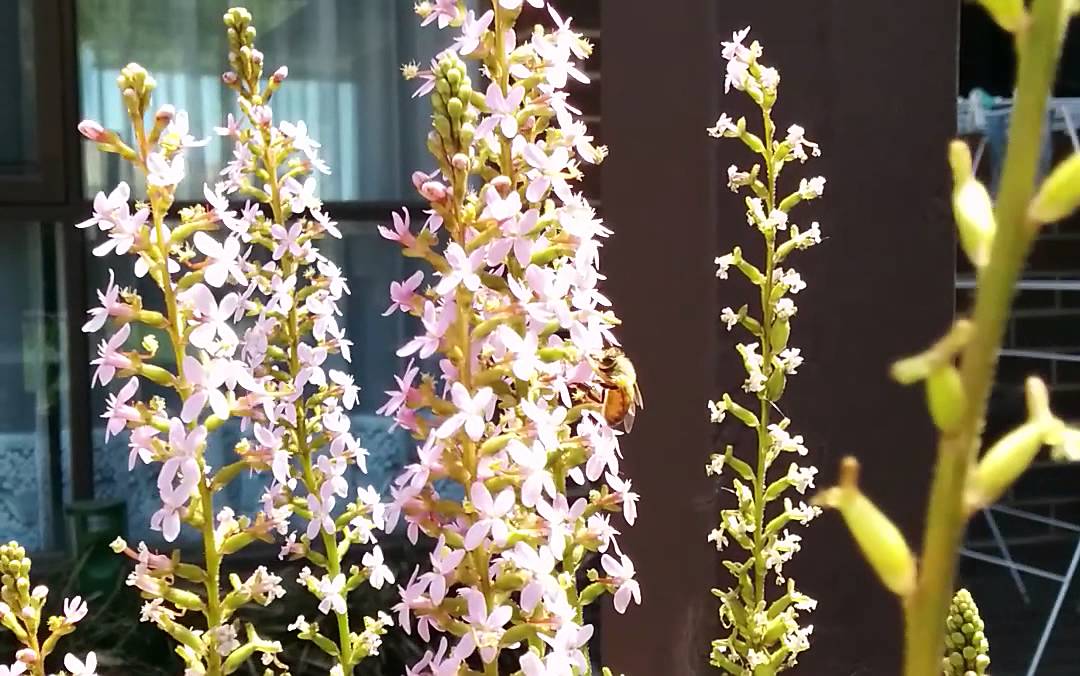 Stylidium graminifolium and bee (slow motion)