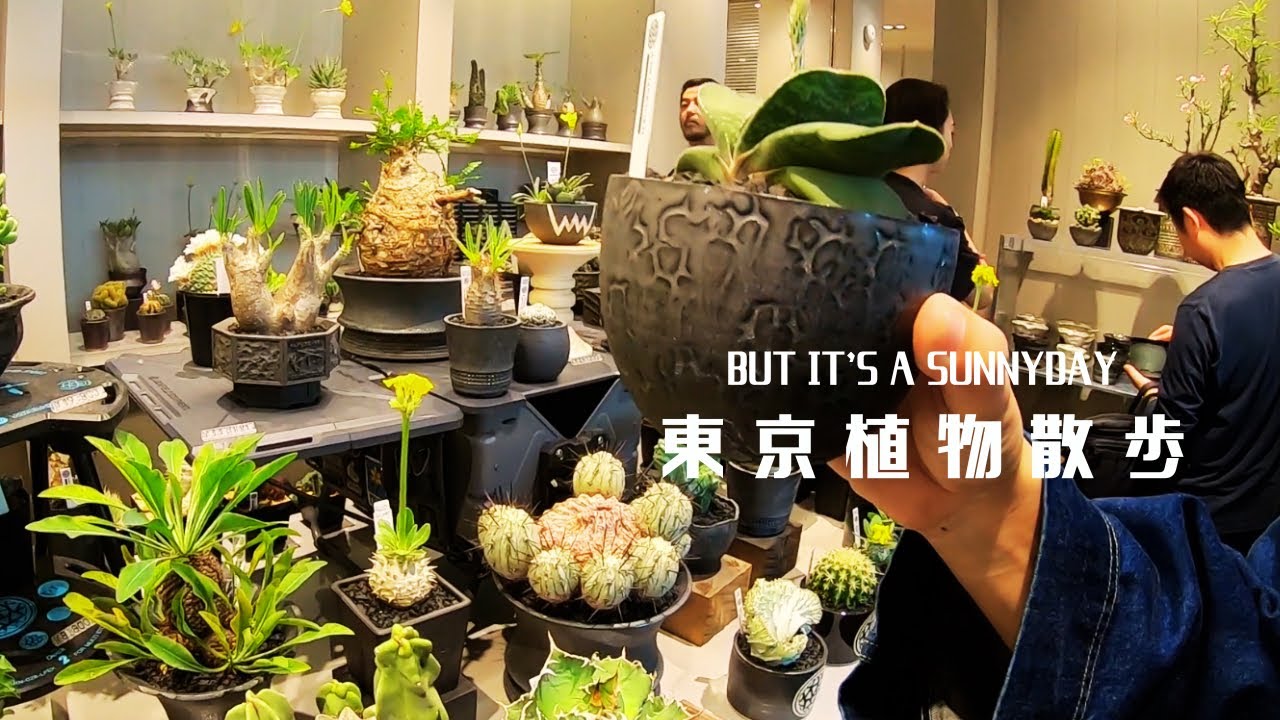 【塊根植物 サボテンの購入イベントへ】東京植物散歩 鶴仙園の植物販売イベントで購入してカフェで休憩 植物を探す1日