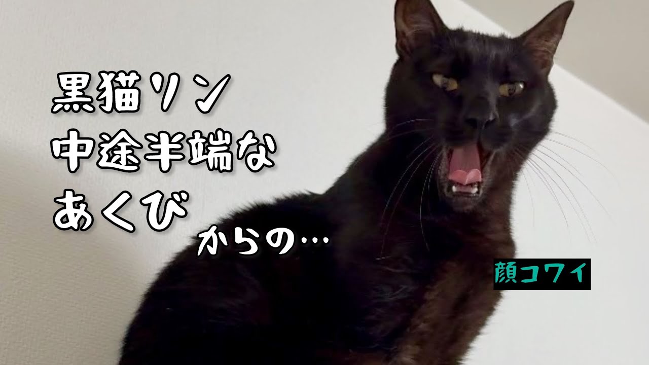 黒猫リンにウナー（あくび）を催促したら？最後は箱📦に落ち着いた #cat