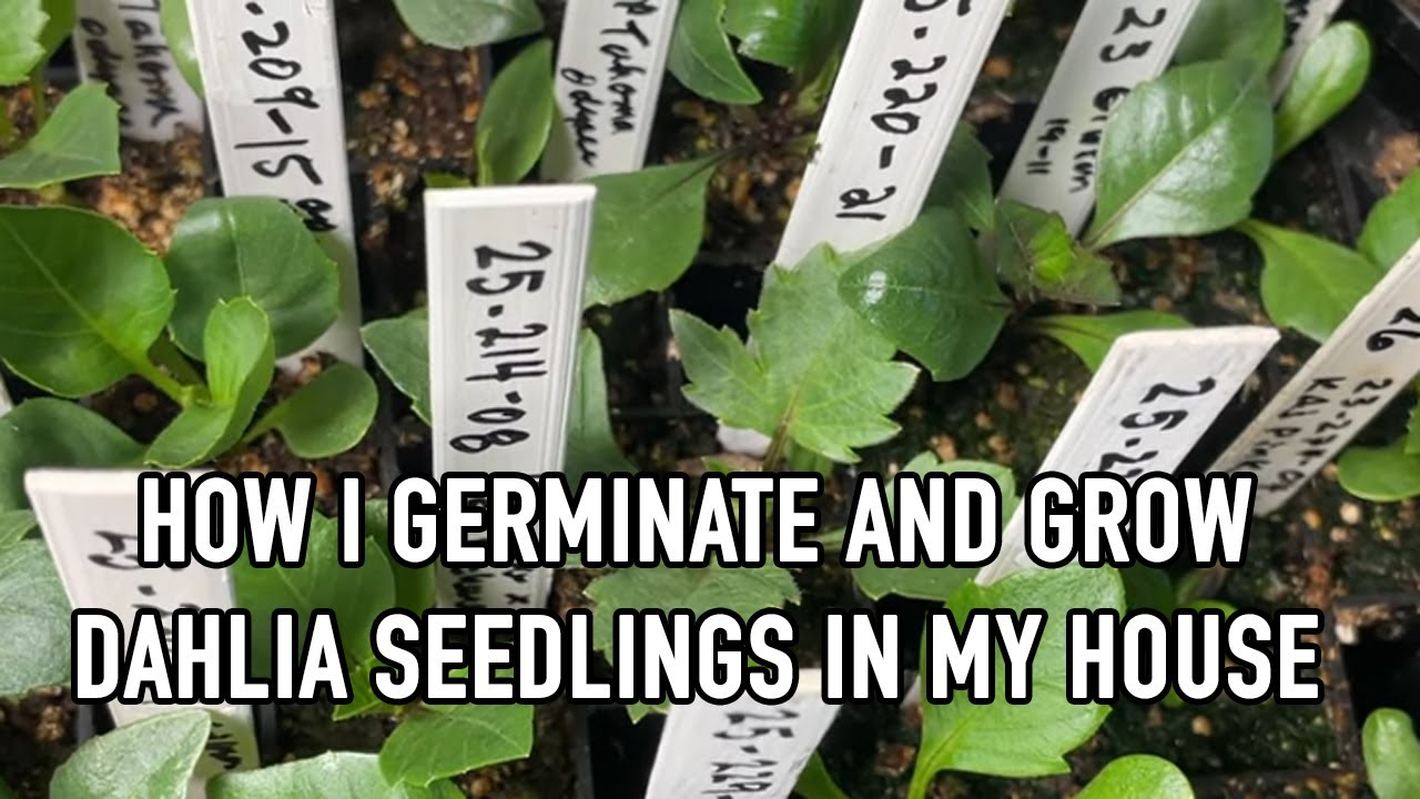 244. How I Germinate and Grow Dahlia Seedlings Indoors.