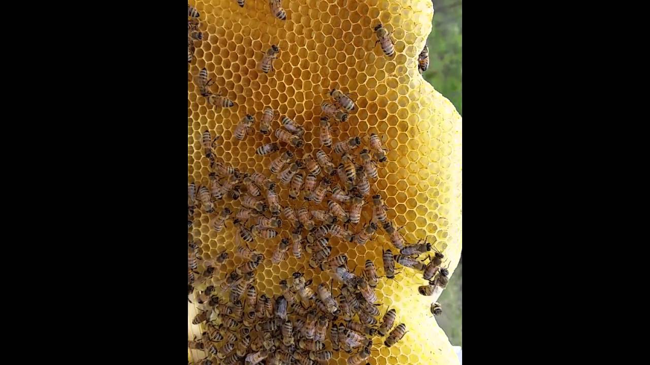 How fast can they draw out foundationless frames!!!