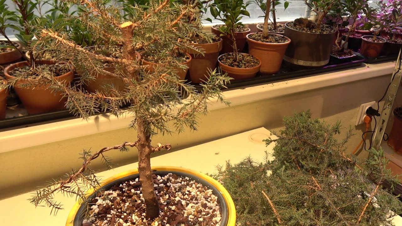 How to Make Bonsai Tree from cheap material / Cedar - repoting and pruning
