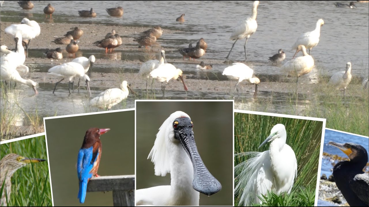 Amazing Water Birds @ Hong Kong Wetland Park 香港濕地公園水禽觀賞