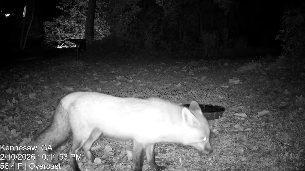 Female Red Fox enjoys some late night snacks - Feb 10, 2026