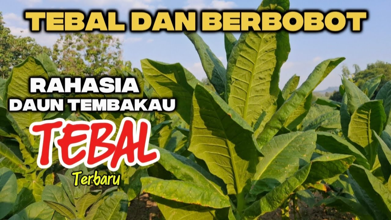 Cara Agar Daun Tembakau Tebal 