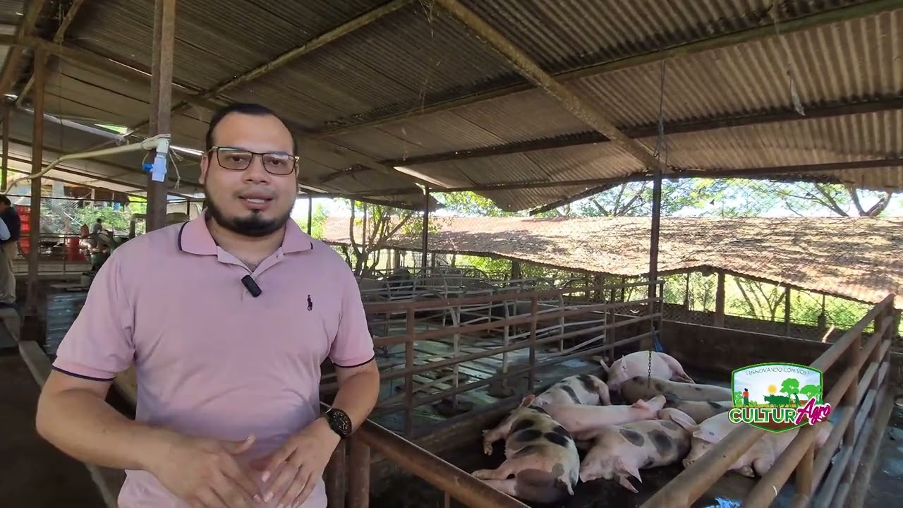 Manejo de granja porcina #culturagrotv #inta