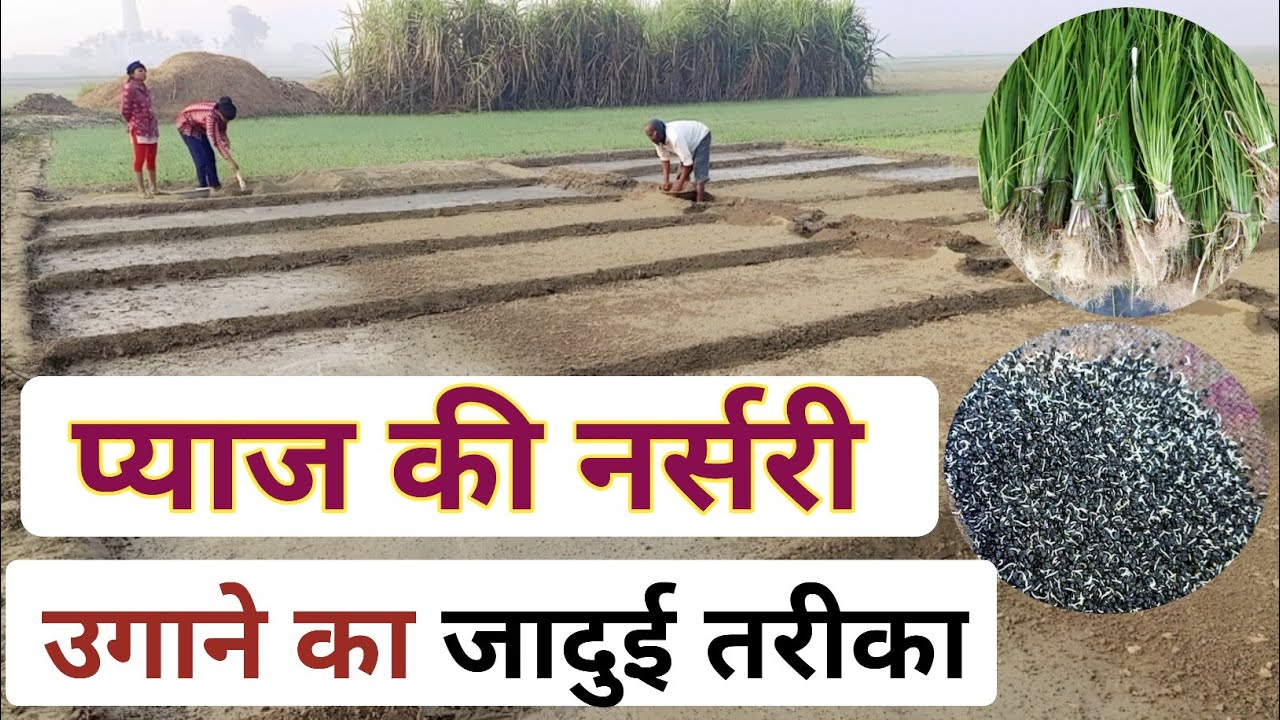 प्याज की नर्सरी/उगाने की नई तकनीक ||प्याज की नर्सरी डालने का || सही तरीका #onion_farming||#onion
