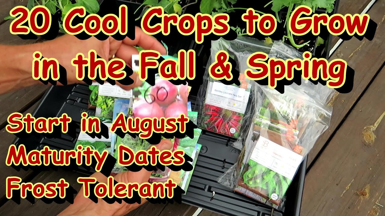 20 Cool Weather Fall/Spring Crops to Start in August & September: Growing Overview & Maturity Dates