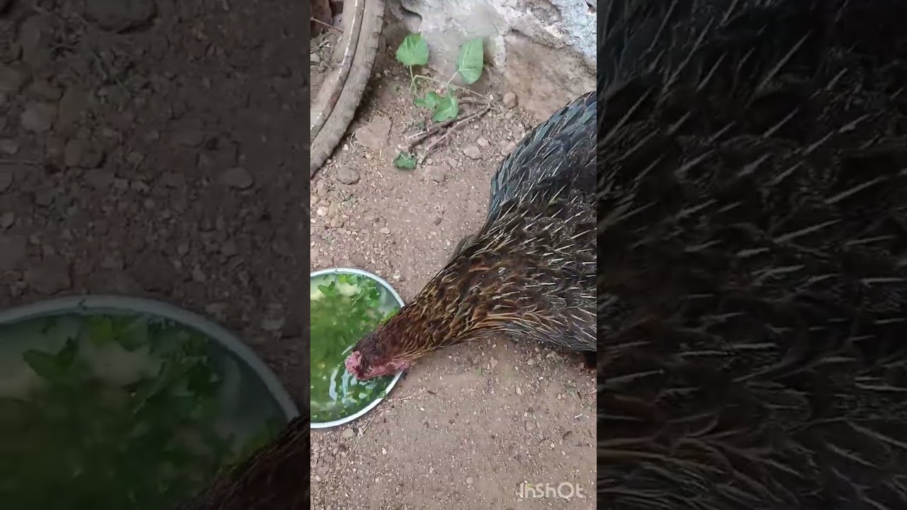 1 ನಾಟಿ ಕೋಳಿಯ 18 ಮರಿಗಳು| Desi chicken Hatching |TSY Farm| ಮೊಟ್ಟೆ, ಮರಿಗಳಿಗೆ ಸಂಪರ್ಕಿಸಿ:- 7760250893
