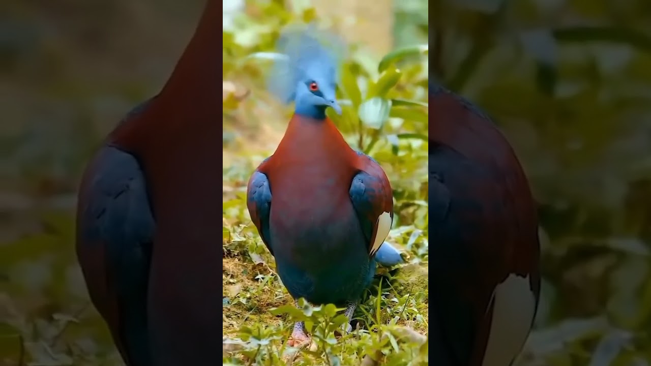 Bird 🐦🕊️ #birds #scenicscenes #wildlifefilm #relaxationfilm #wildlifecinematography #indiawildlife