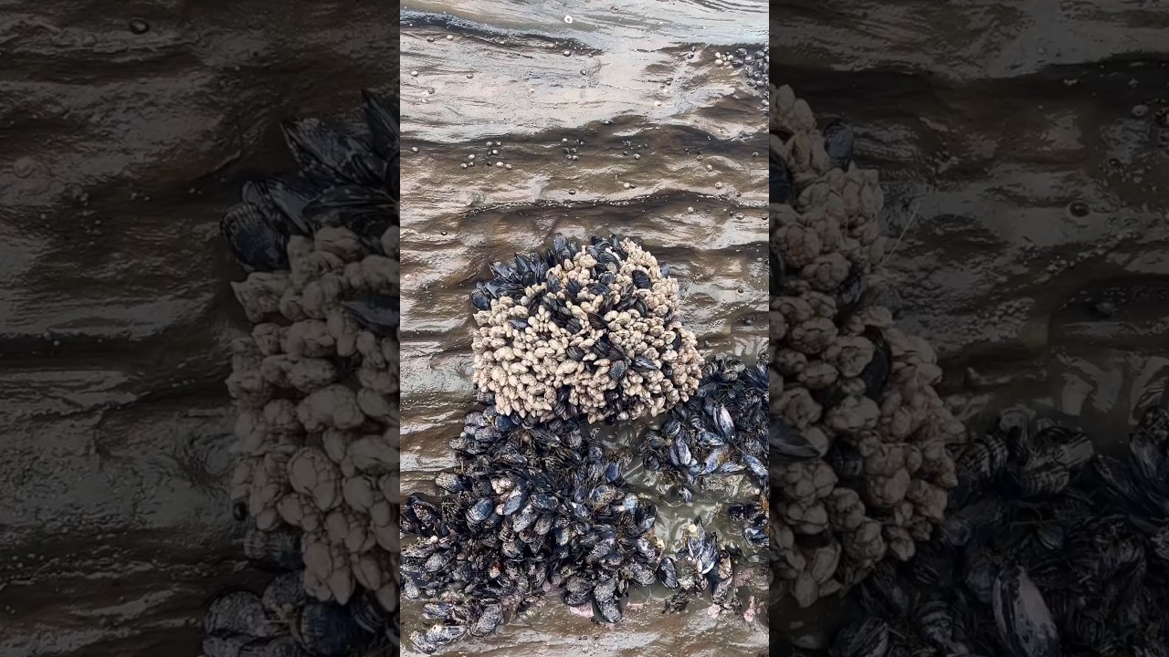 Harvesting Gooseneck Barnacles