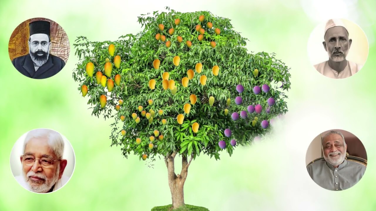5 in 1 Mango Tree 09112024