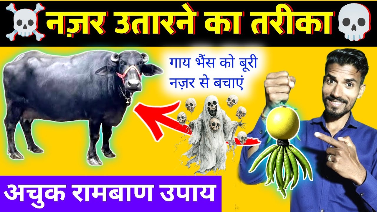 🐄गाय-भैंस की नजर 👻उतारने के पारंपरिक घरेलू उपाय✌🏻Pashu ki najar kaise utare? HADA VETS CLUB ||