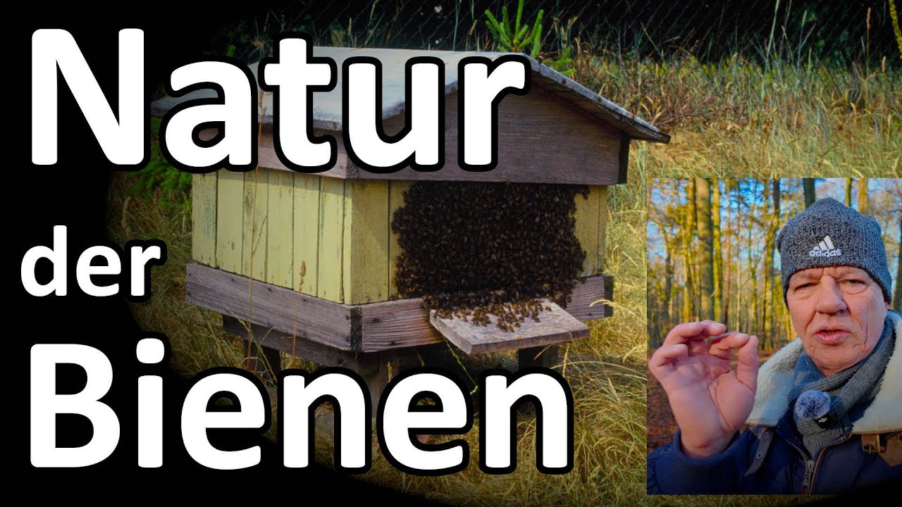 Wie leben Natur-Bienen? Bienen retten - Wald - Was ist die Dunkle Biene? Apis mellifera mellifera
