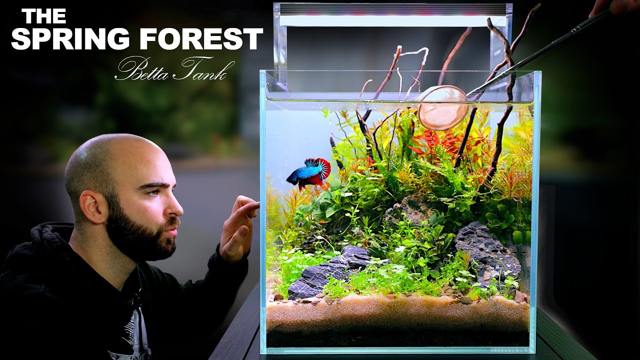 Весенний лес: куб экосистемы BETTA FISH 30 см (БЕЗ ФИЛЬТРОВ, ЗАГРЯЗНЕННЫЙ, руководство по акваске...