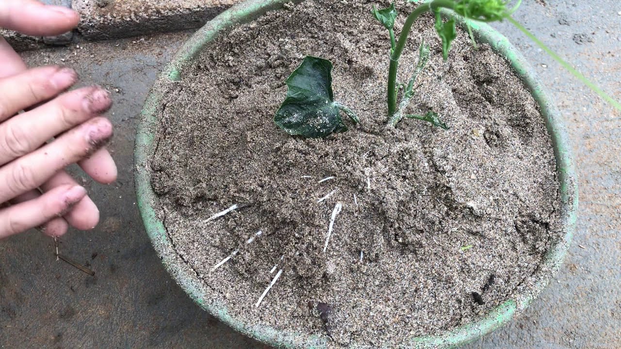 Ươm Quả Su Su Già Làm Giống Cho Vụ Sau ( Nursing seedlings with seeds)