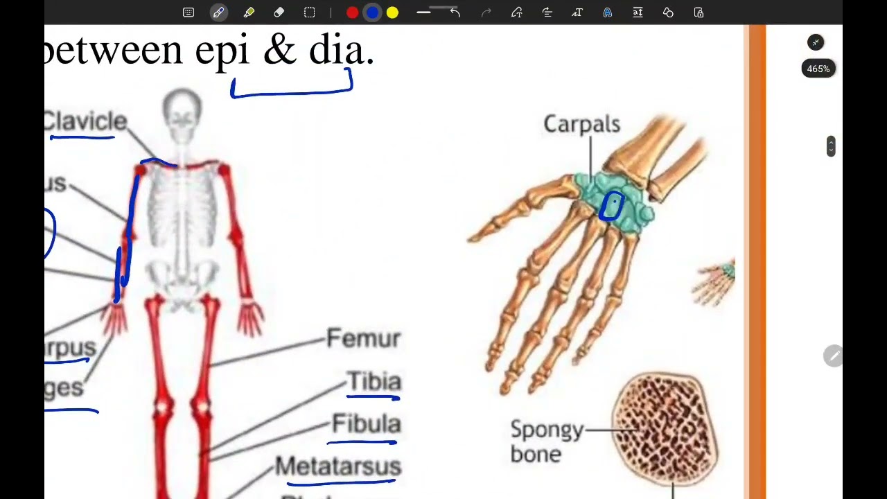Lec 2 Bone Tissue 