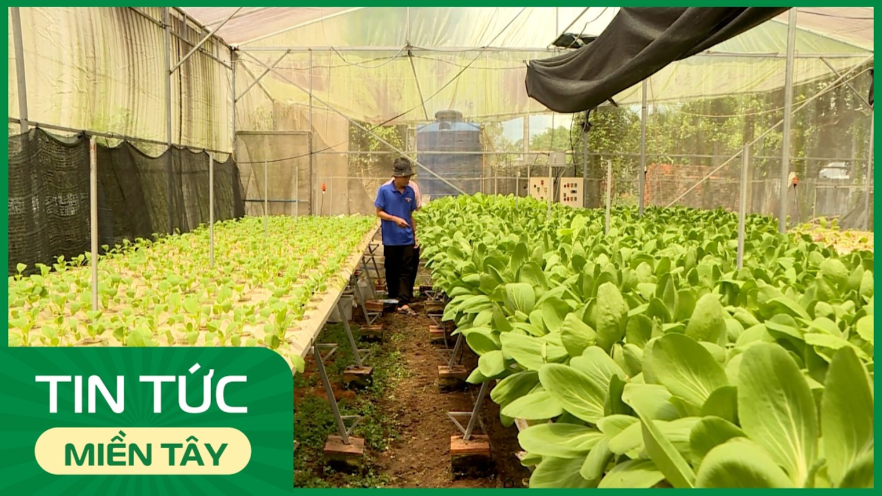 Trồng rau thủy canh: Mô hình nhỏ, giá trị lớn | THDT
