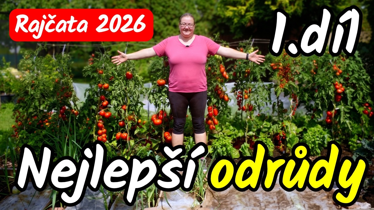 👩&zwj;🌾🍅 1/2 VELK&Yacute; TEST ODRŮD RAJČAT 2026! 100% odoln&eacute; odrůdy, kter&eacute; přežij&iacute; sucho i pl&iacute;seň