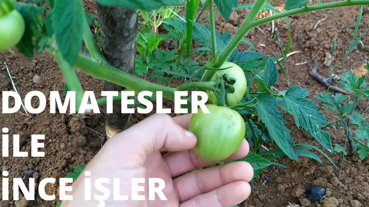 Domates Fidesi Dikimi ve Domates Fidesi Bağlama. Yeşil Yeşil Domatesler🍅