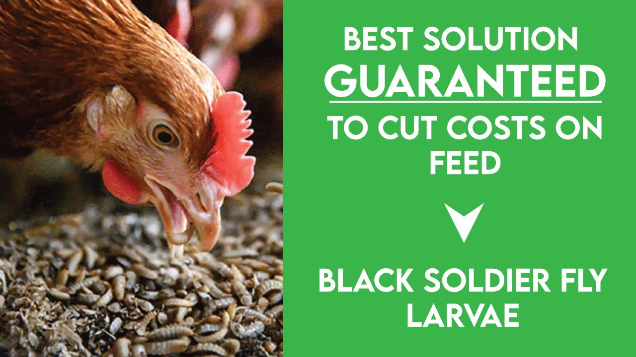 BEST CHEAP CHICKEN FEED - Black Soldier Fly Larvae