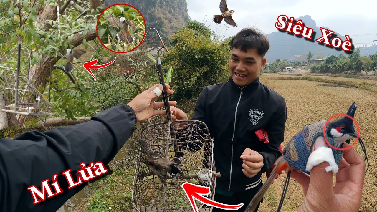 Siêu Phẩm Chào Mào Cực VIP Và Chế Lồng | Hiếu Còi TV