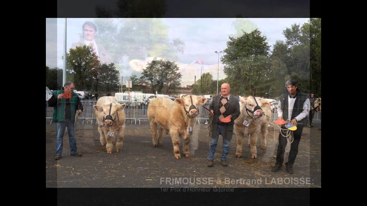 concours d'animaux reproducteurs charolais Montluçon 2010